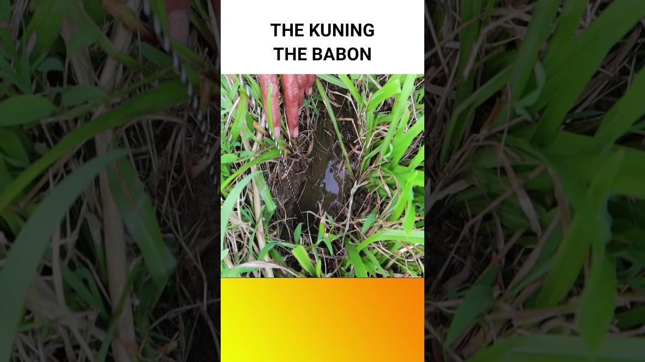 MANCING BELUT BABON KUNING 