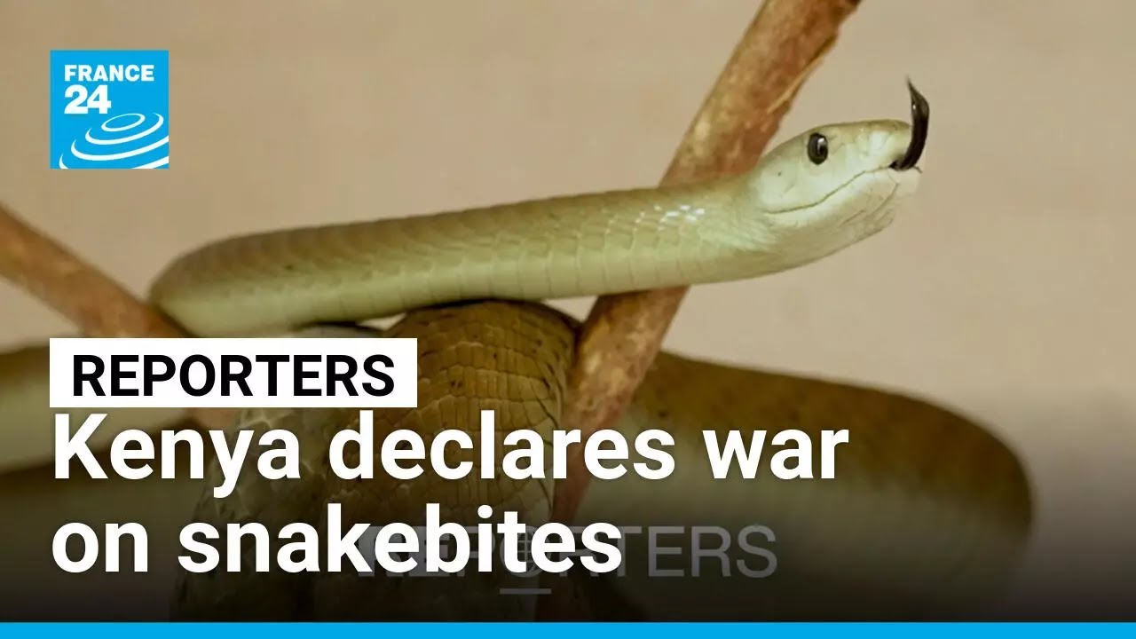 Kenya declares war on snakebites • FRANCE 24 English