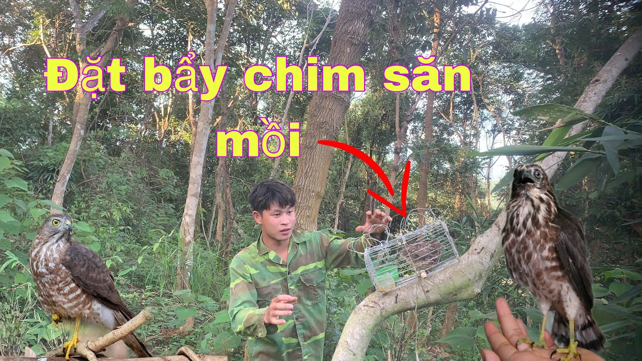 Đi Đặt Bẫy Chim Săn Mồi Đại Bàng Núi Sẽ NTN . Đi Bẫy Chim Đại Bàng Núi | Duy Tôm Tv