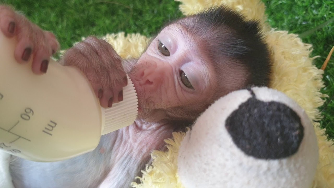 Cute Lori Baby Monkey got more  Milk from Mom