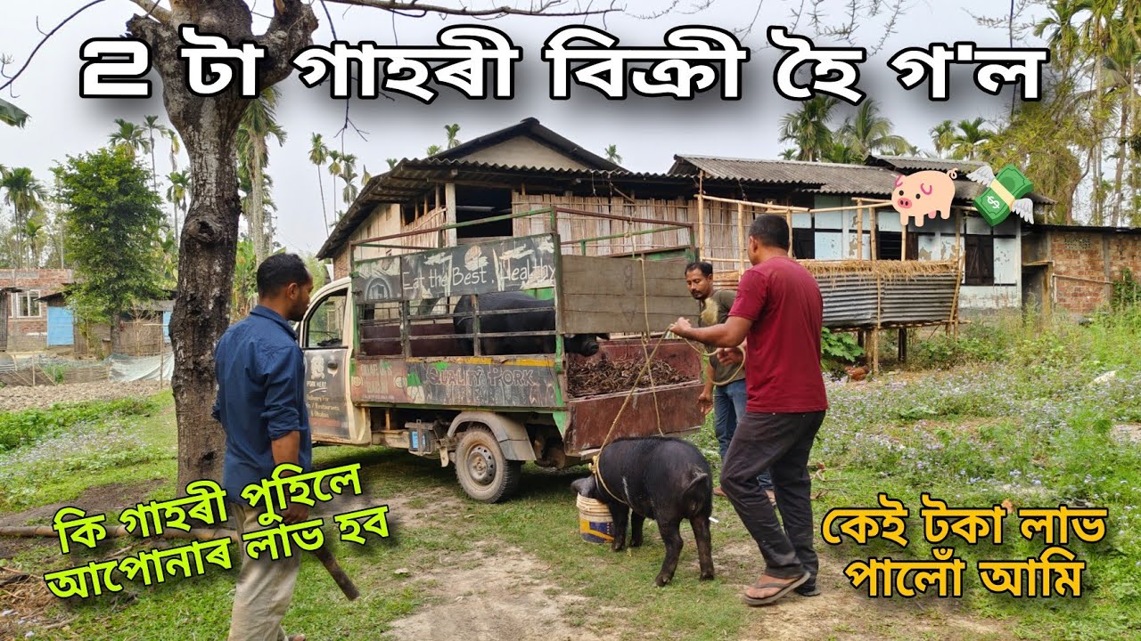 2 টা গাহৰী বিক্ৰী হৈ গল ৰাইজ / কিমান লাভ হল আমাৰ