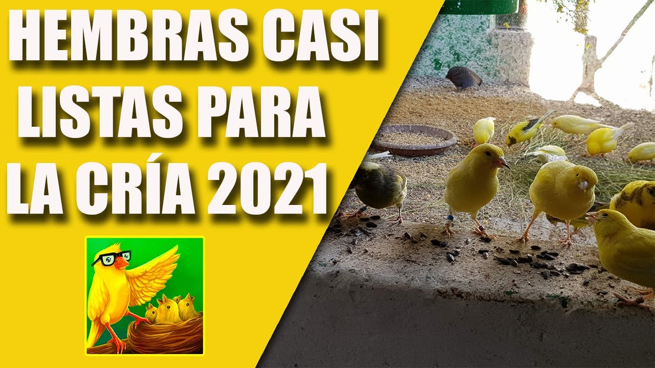 CRÍA CANARIOS (HEMBRAS A PUNTO PARA LA CRÍA) 2021