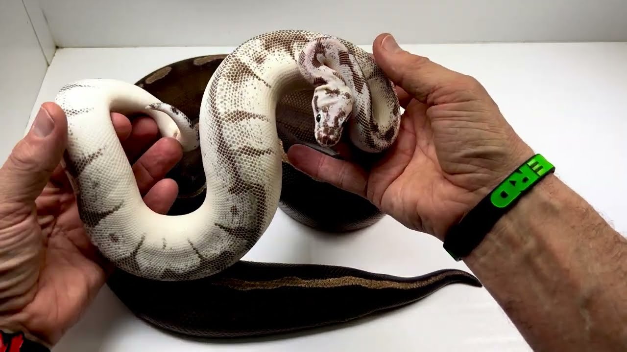 Ball Pythons Genetics You Never heard of!
