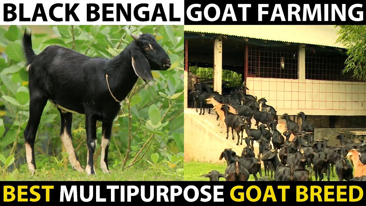 BLACK BENGAL GOAT FARMING | Best goat breed for Farming