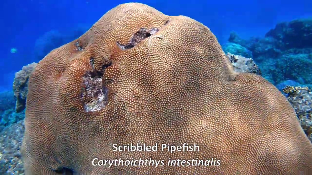Snorkeling and Diving at Barefoot Kuata, Fiji, September 2019