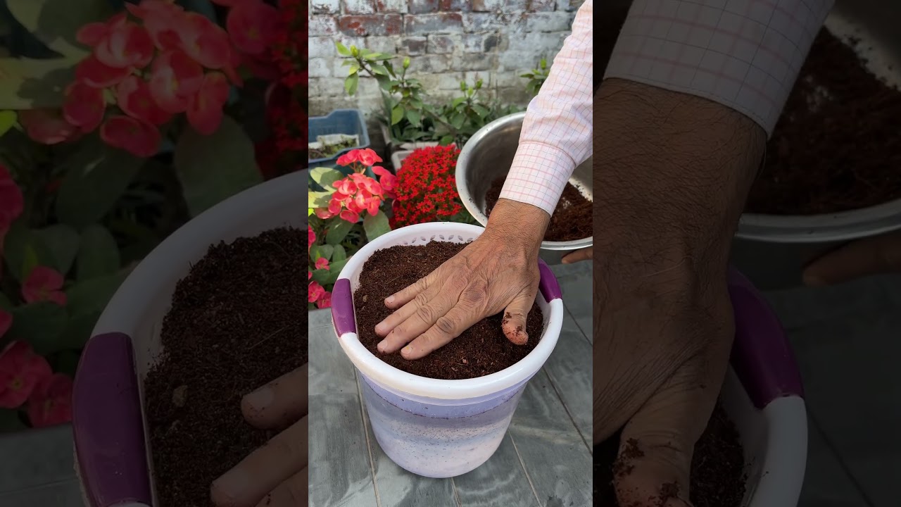 Grow Micro Greens In Water #gardening #diy #shorts