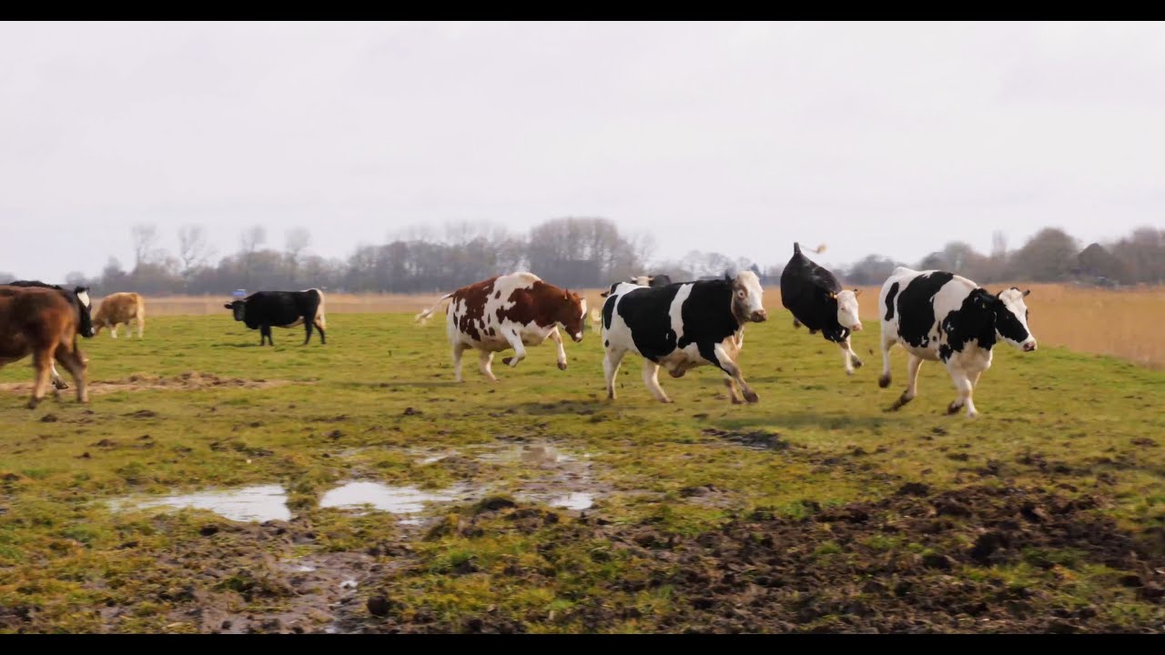 Butenland – Trailer