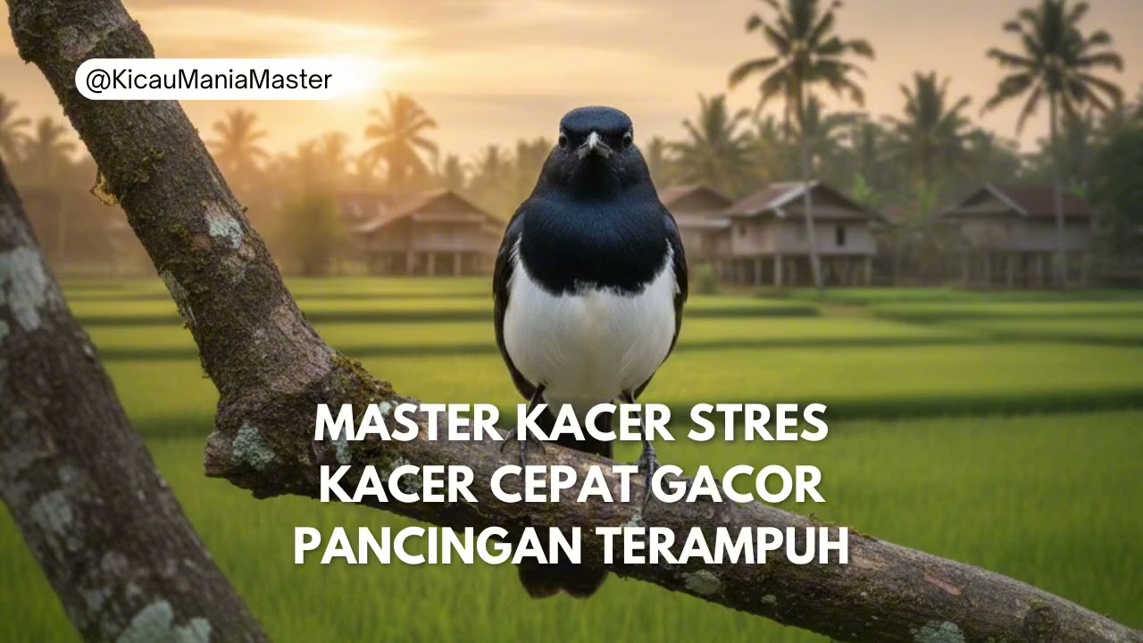 MASTER & PANCINGAN KACER STRES | BAHAN CEPAT GACOR, SUARA LANTANG & NGEPLOG