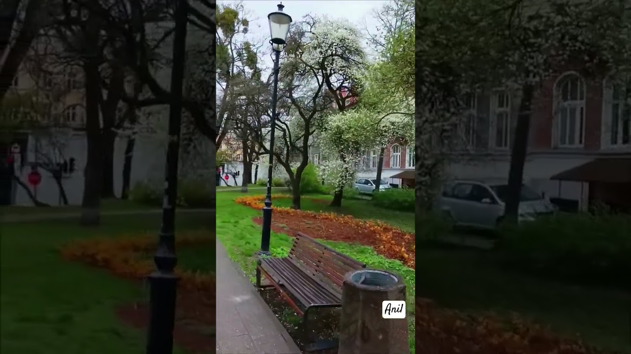 Spring | Beautiful | Tree | Flowers #spring #poland #gdansk #beautiful #tree #flowers