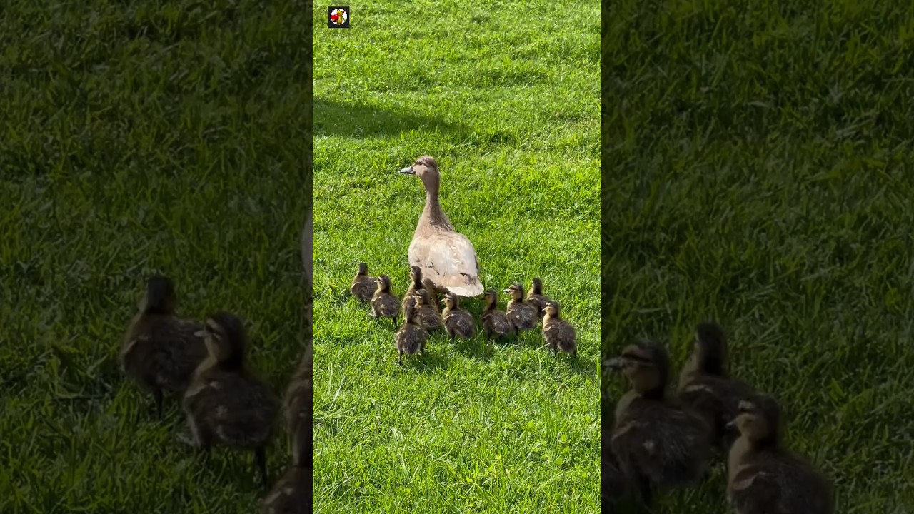 Mother duck and her babies sound ❤️
