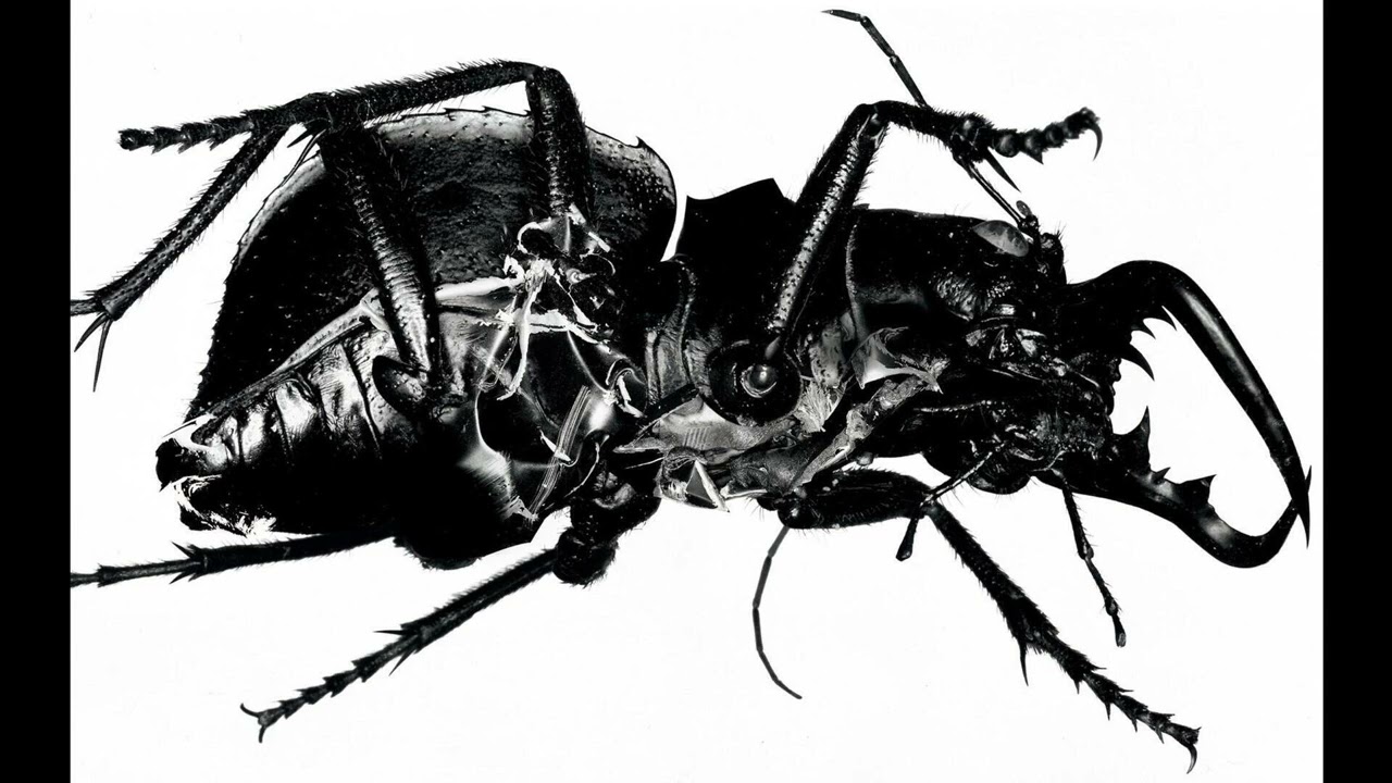 (free) trip hop / massive attack type beat - 