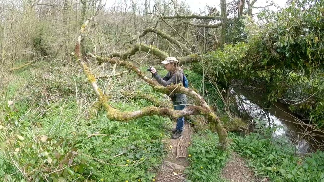 The Buzzard's Walk, Little Dart Valley, mid-Devon , UK.