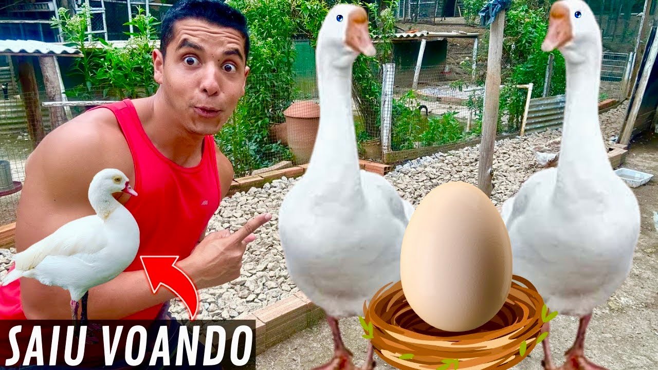 Tristeza ovoscopia Tadorna | Muitos Presentes | Novidade Ganso Africano Branco | Aves Recriar