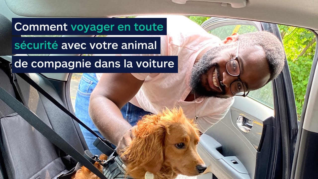 Comment voyager en toute sécurité avec votre animal de compagnie dans la voiture