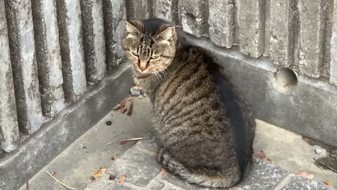 2026/2/3ネコ猫cat🐱🐈