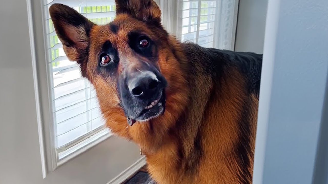 Te reto a no reírte con estos PERROS DIVERTIDOS 🤣 Los mejores videos de animales divertidos