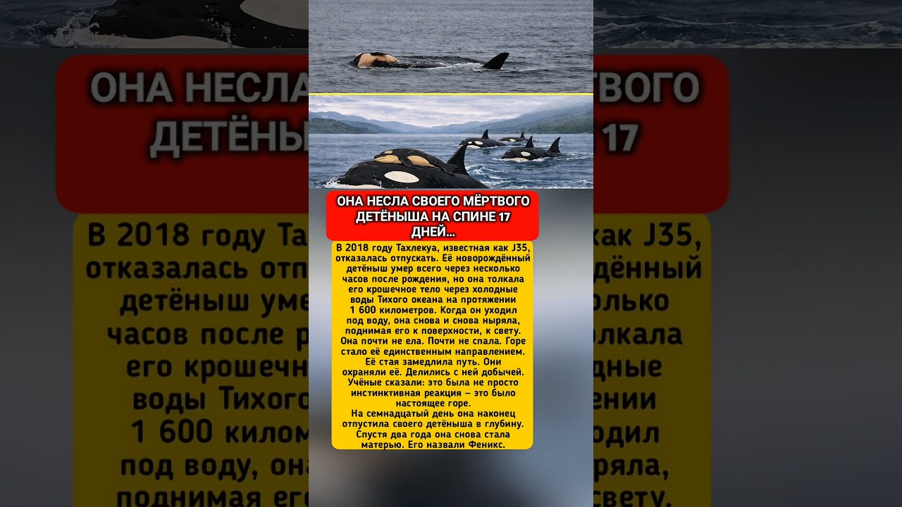 17 дней она не отпускала своего мёртвого детёныша&hellip; 🐋💔 #реальнаяистория #материнство #природа