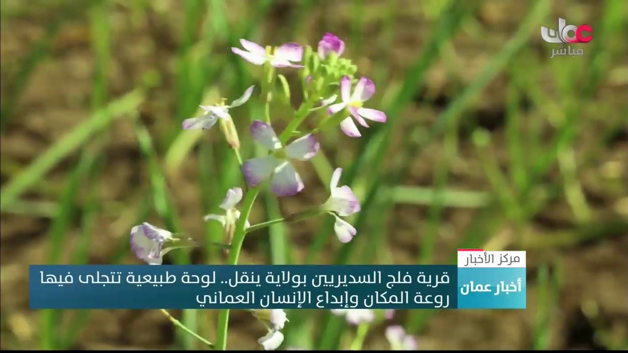 قرية فلج السديريين بولاية ينقل.. لوحة طبيعية تتجلى فيها روعة المكان وإبداع الإنسان العماني