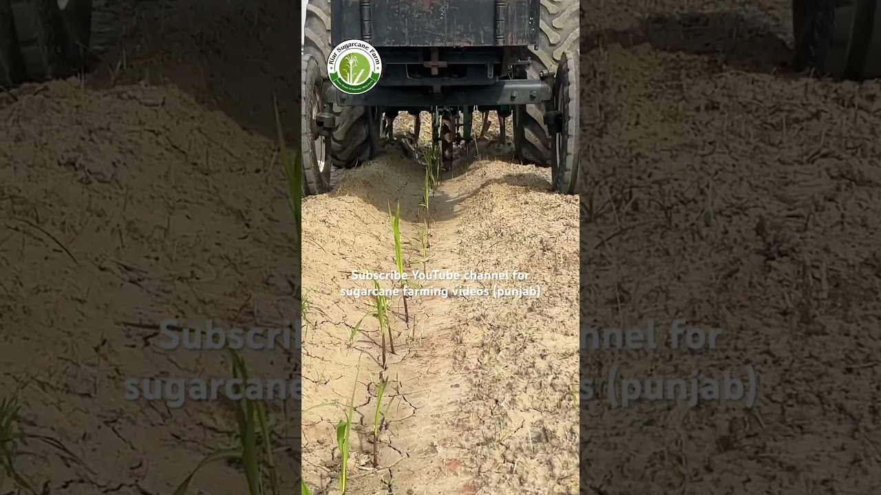 Wheat sowing in sugarcane #riar_sugarcane_farm #intercropping #farming #sugarcane