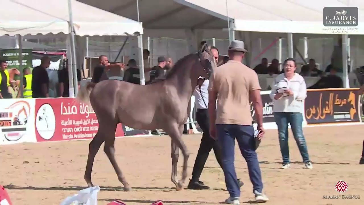N.240 NAMOUS AL HASSAN - Manda Arabian Horse Show - Futurity Colts 2024 A (Class 23)
