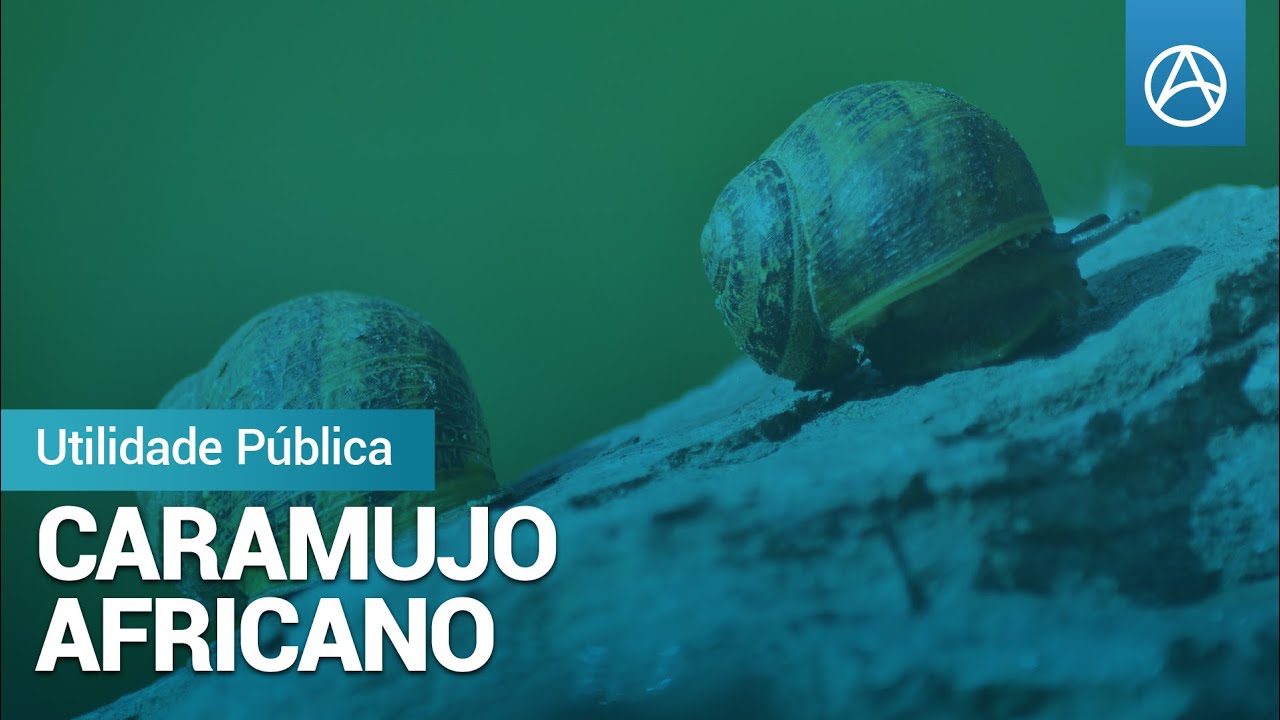 Caramujo Africano - Utilidade Pública