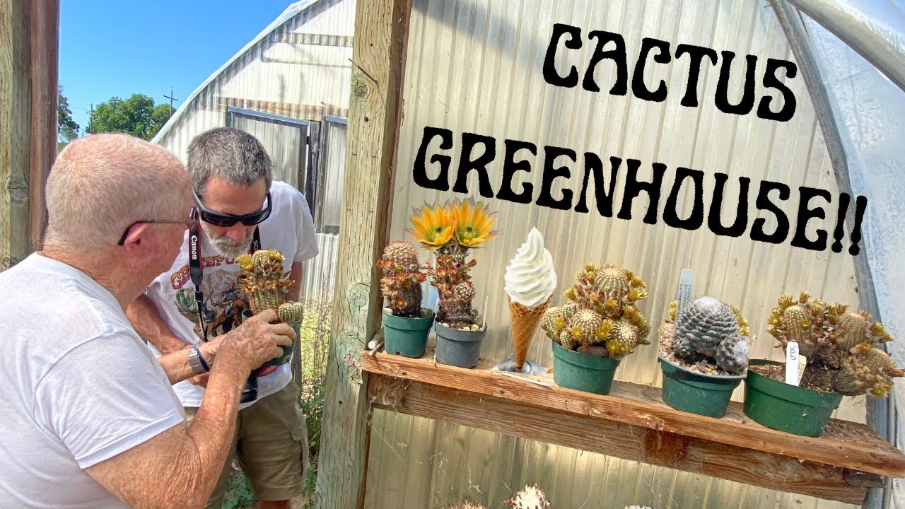 Vanilla scented #CACTI - Walking through a 40 year #cactus old #greenhouse