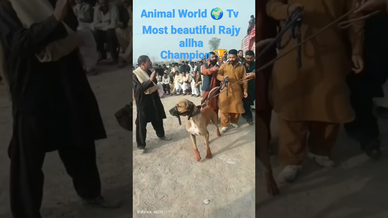 champion 🏆 Pakistani Bully Kutta rajay Wala 