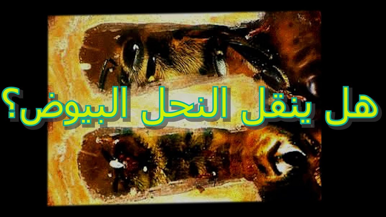هل ينقل النحل البيوض داخل او خارج الخلية .