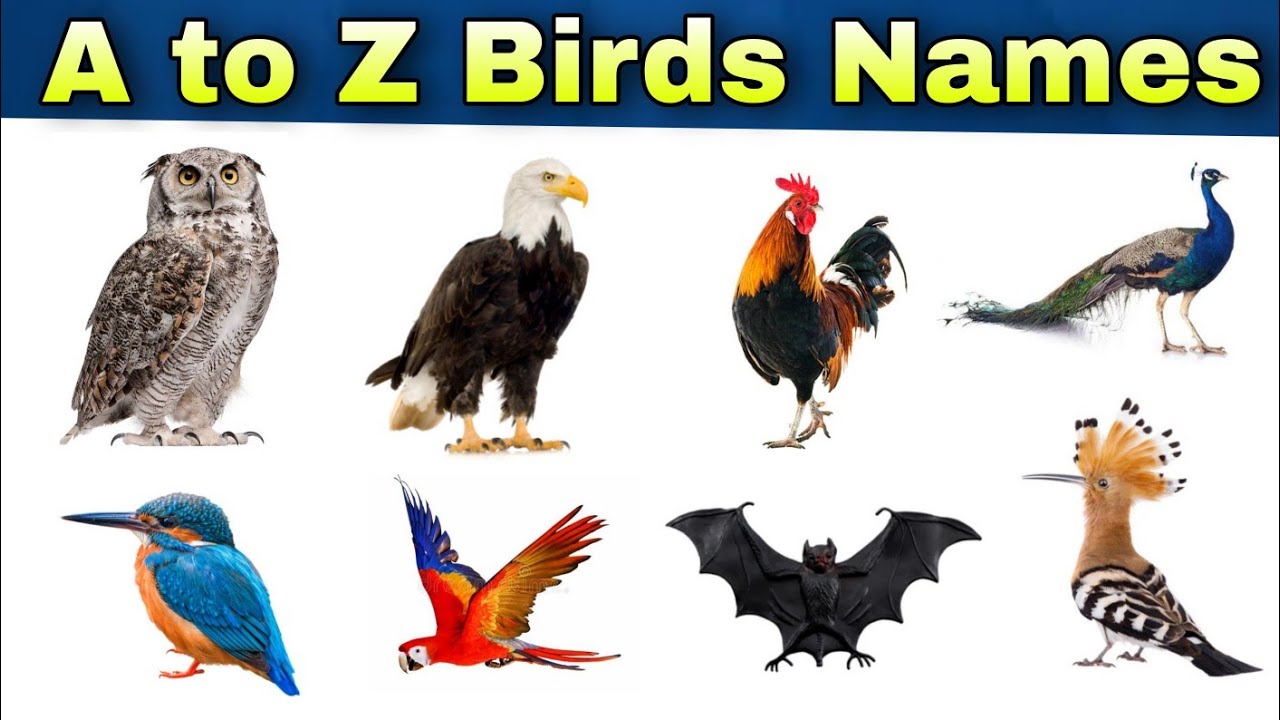 Abc Birds Names | Alphabet of Birds | A to Z Birds Names