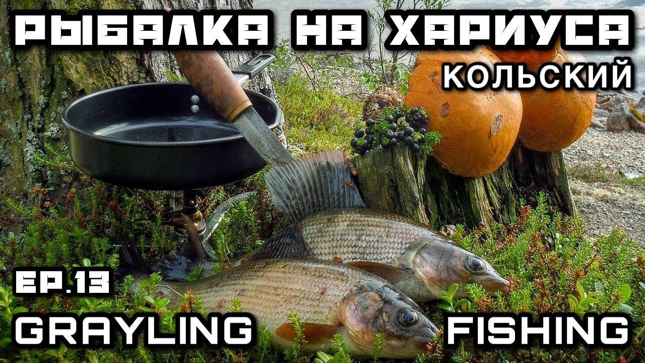 ХАРИУС на БЛЕСНУ Буррито с Хариусом и Грибами | Кольский полуостров Рыбалка на Спиннинг с Пакрафта