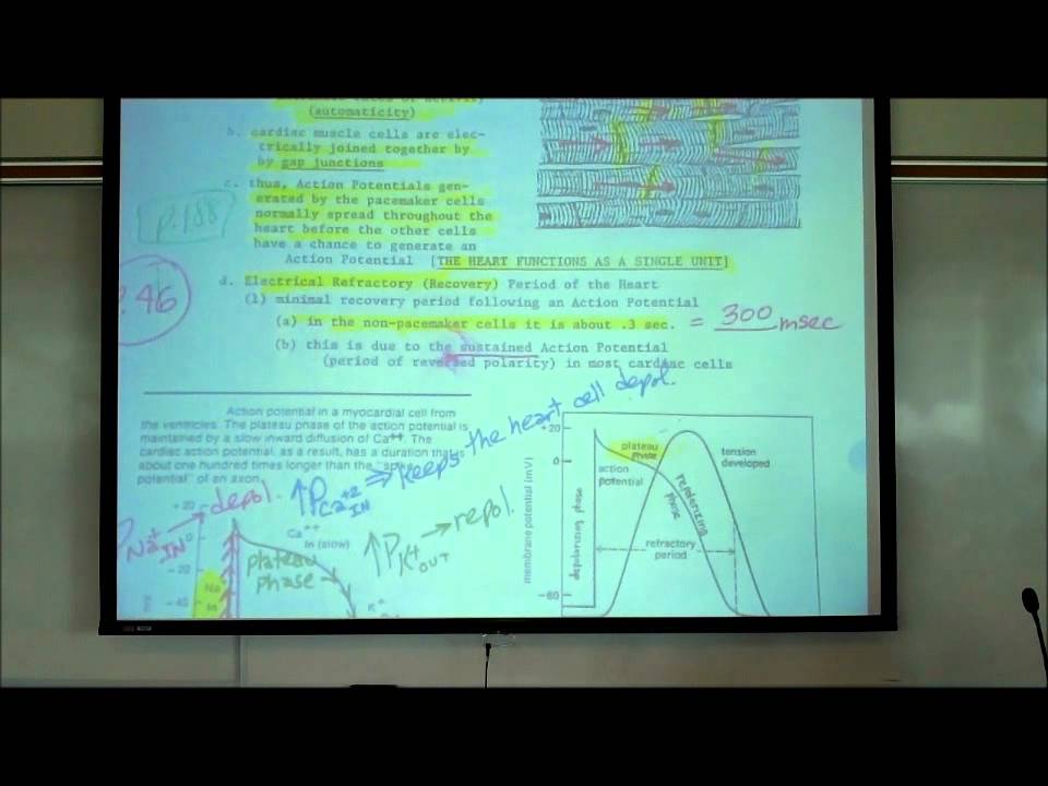 CARDIAC PHYSIOLOGY; PART 2 by Professor Fink.wmv