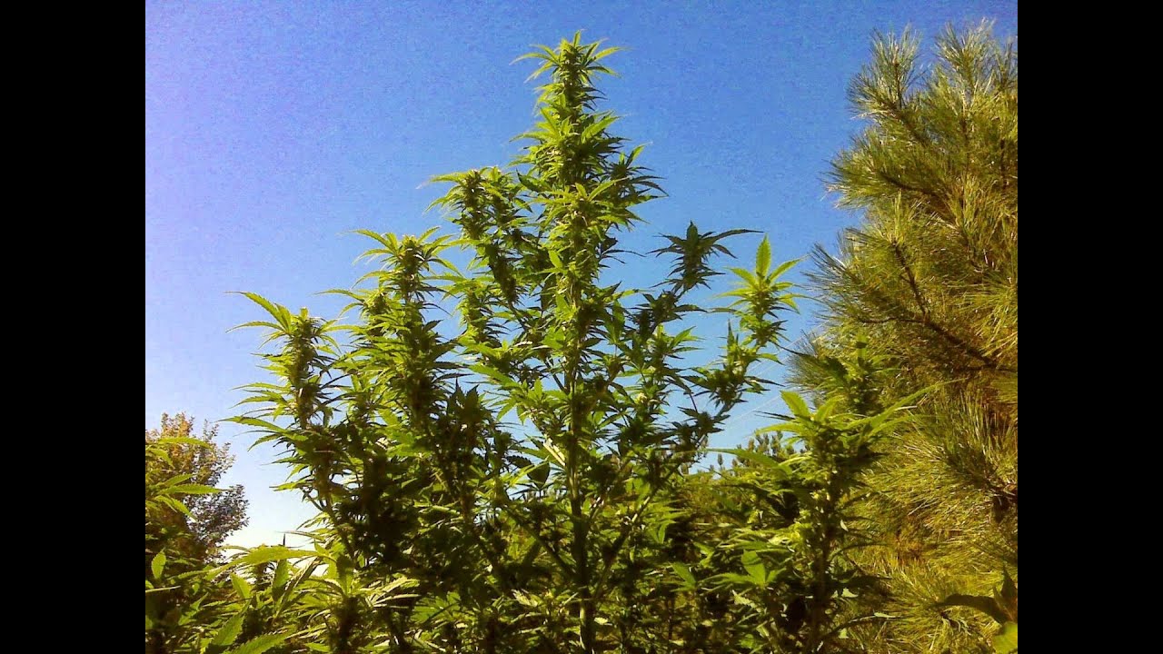 These sativas were over 10 feet tall. Outdoor grow of 4 plants netted 5 pounds.