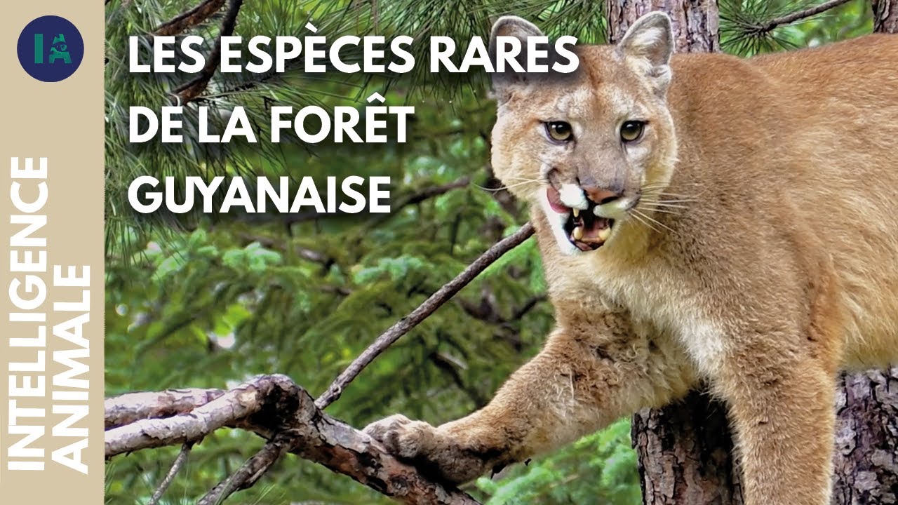 Comment préserver l'équilibre de la forêt guyanaise ? I IA