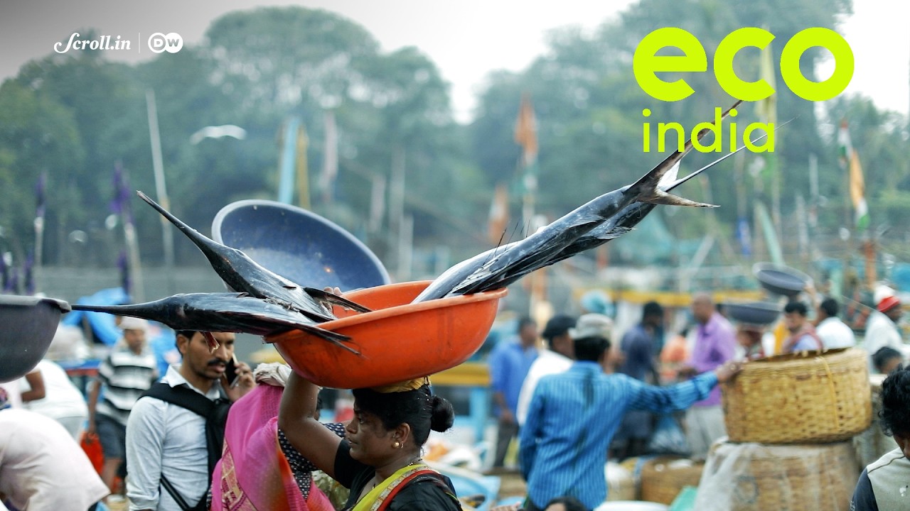 Eco India: Can data tech help Mumbai's fishers tide over climate uncertainty?