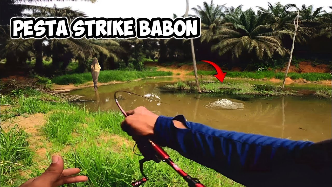 NYARIS JEBOL LAGI‼️Casting Gabus Babon Parit Sawit || Elito Genius Dx 800