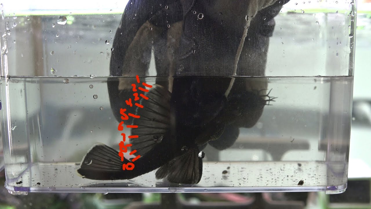How to Tell if you have a True L183 Starlight or L181 Peppermint Pleco