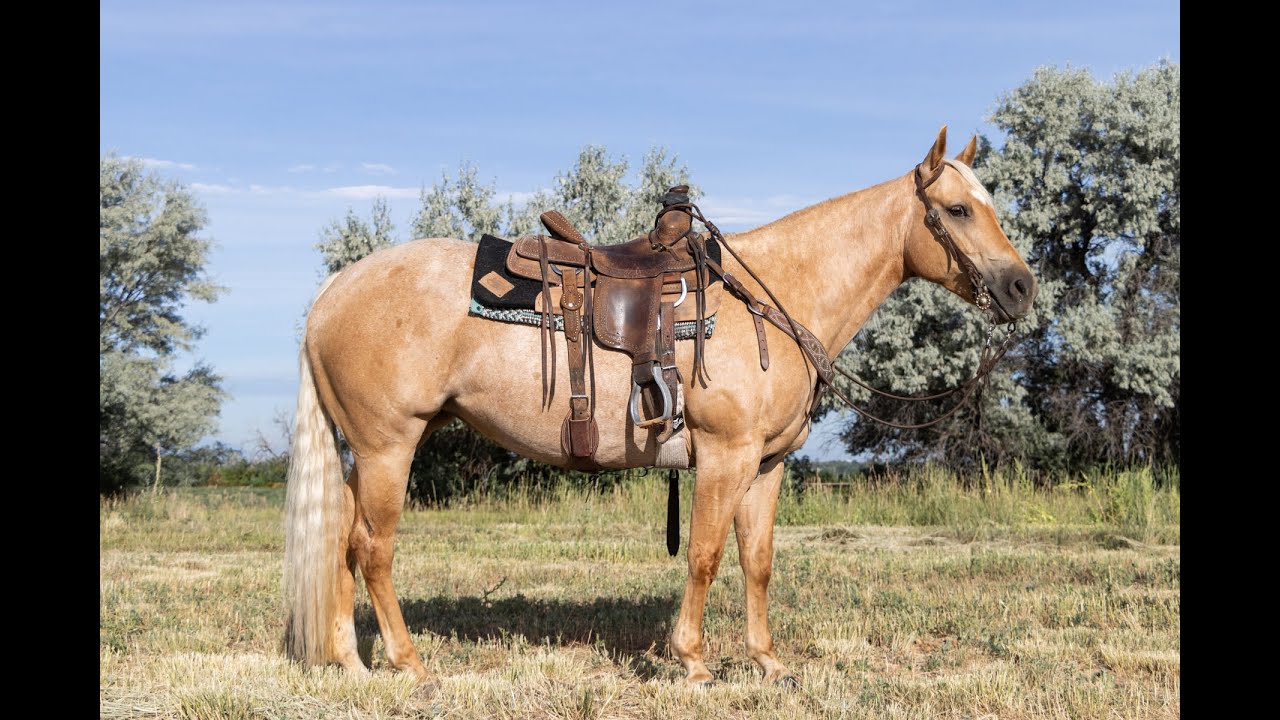 AQHA Palomino Mare