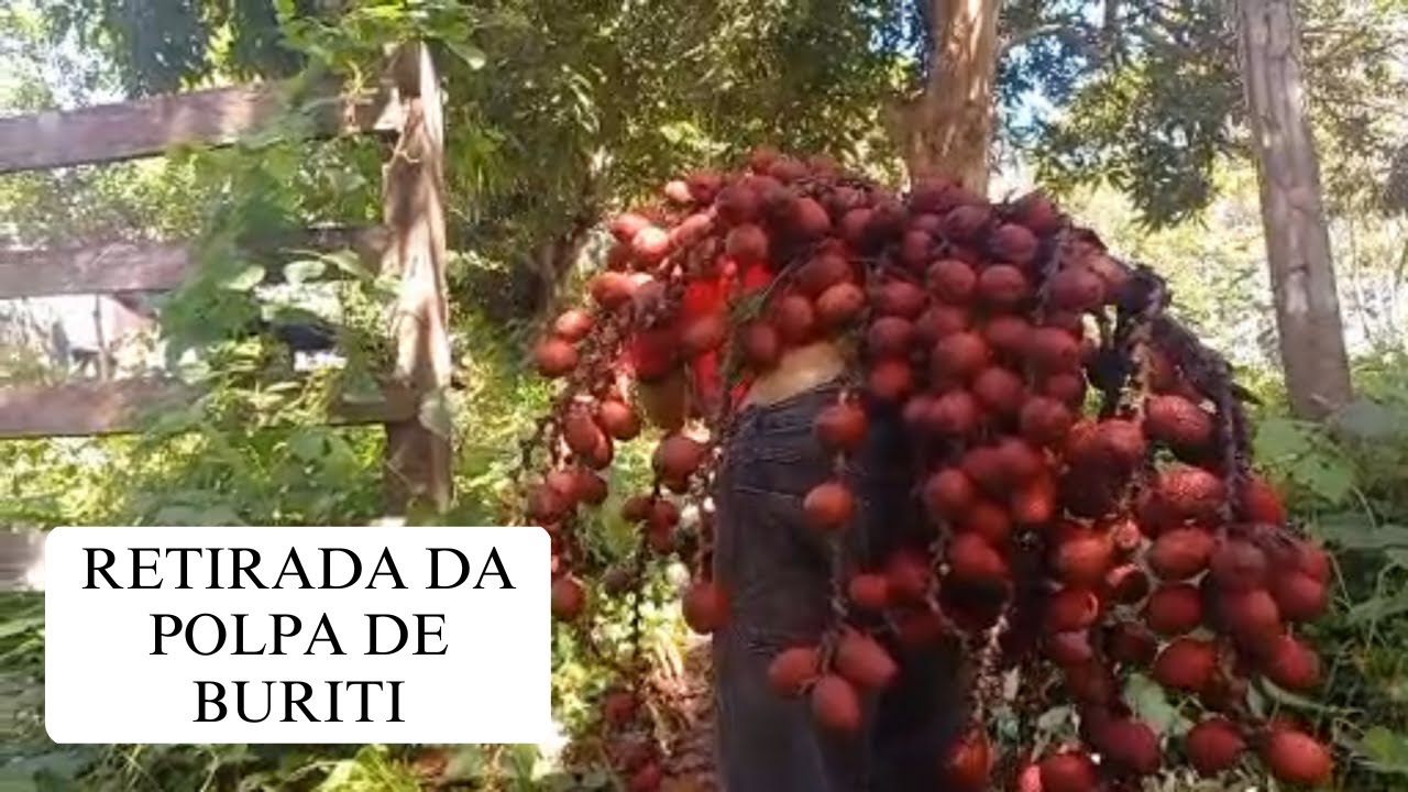 PROCESSO DE COMO TIRAR A POLPA DO BURITI
