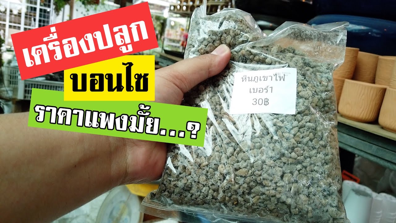 บอนไซ : เลือกซื้อเครื่องปลูกบอนไซ  | Bonsai Review
