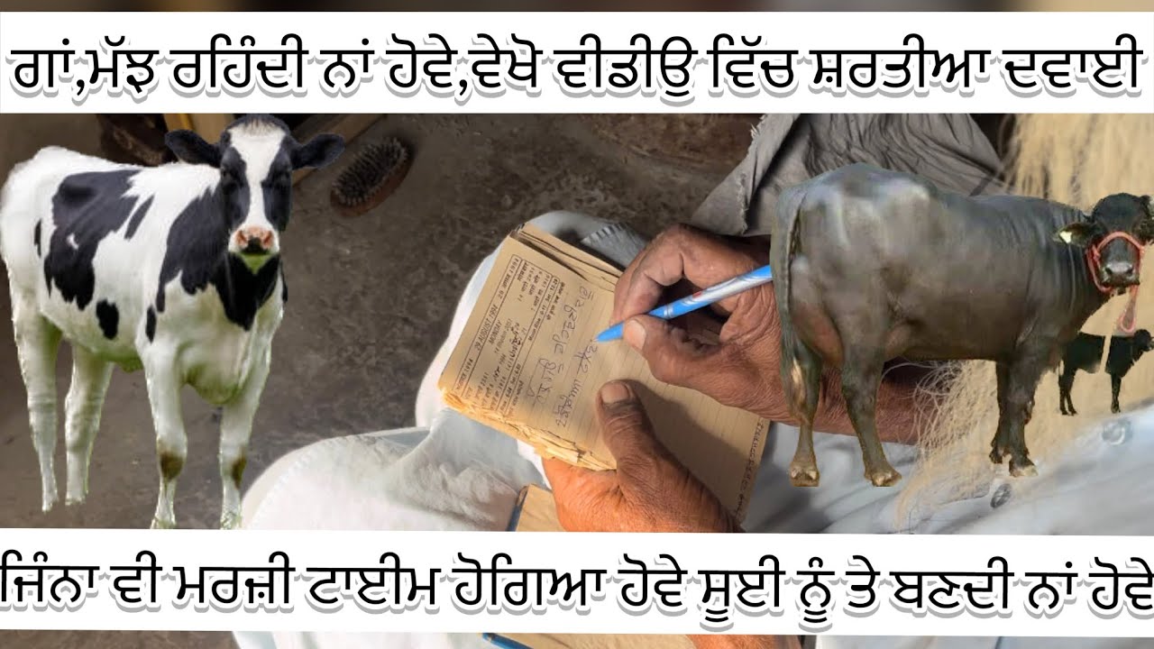 ਗਾਂ,ਮੱਝ ਰਹਿੰਦੀ ਨਾਂ ਹੋਵੇ,ਅਜਮਾਈ ਹੋਈ,ਸ਼ਰਤੀਆ ਦਵਾਈ॥@pendutadkatv