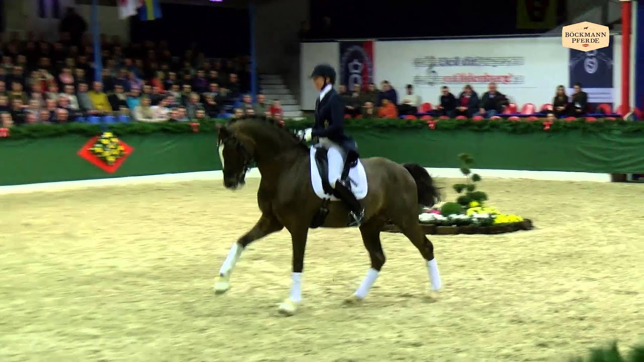Don Diamond v. Diamond Hit - Carolus I / Hengstvorf&uuml;hrung Vechta 2016 / B&ouml;ckmann Pferde