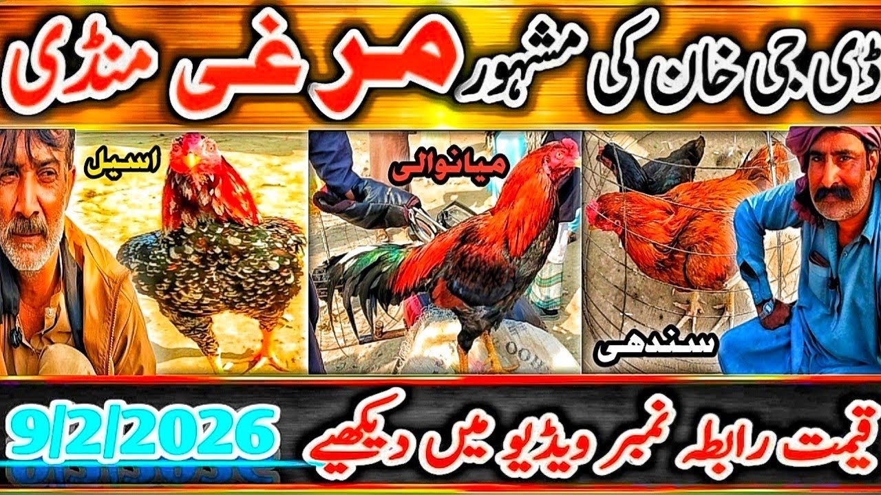 ASEEL Murgon Ki Sale Lag Gayi😯|Cheap Rates|ASEEL Murgha Mandi DGKhan