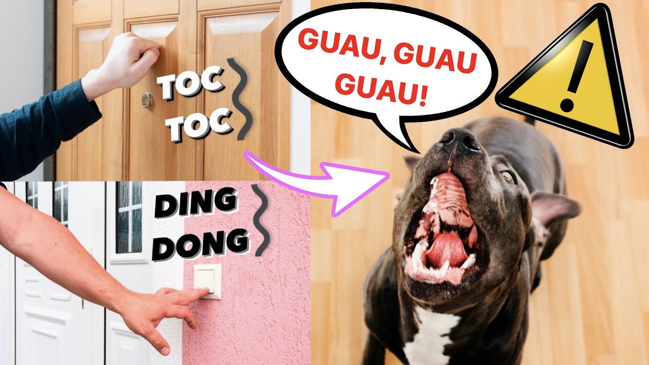 Si tu  PERRO LADRA cuando TOCAN la PUERTA o el TIMBRE.... HAZ ESTO! 💯 ✅
