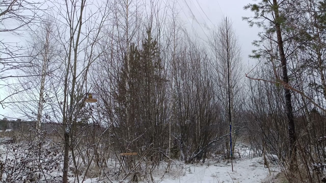 Ловля птиц 29.11.2025.
