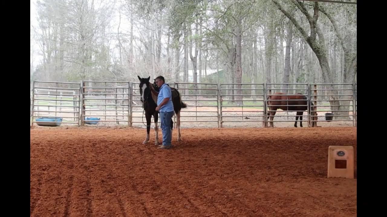 Bandit the horse that rears