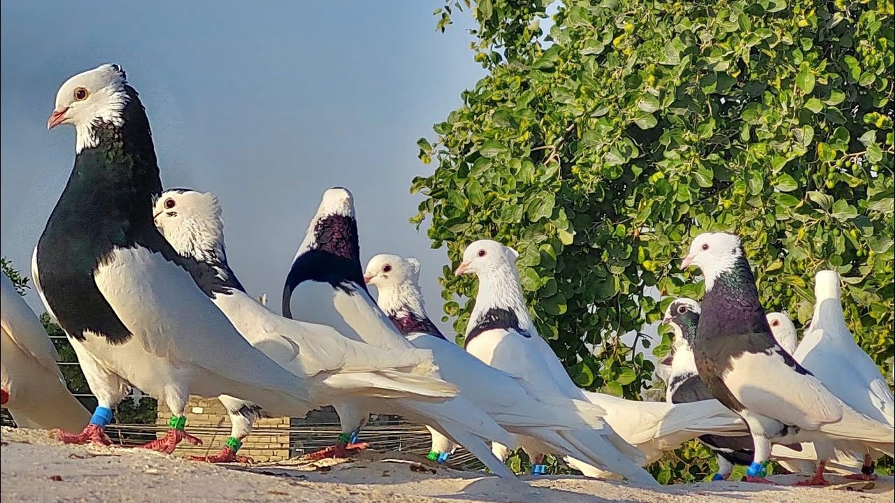 اقوه طيور مساجي مطيار نهار كامل ابطال كربلاء