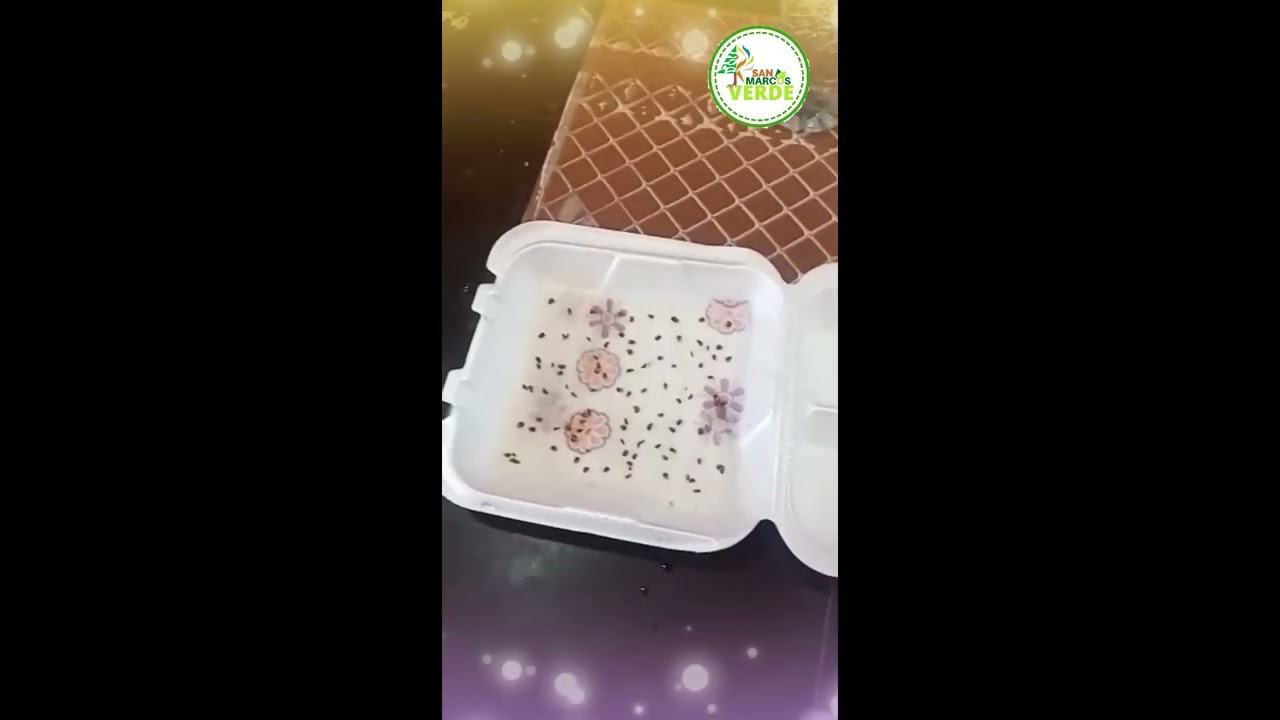 Como germinar pino Cipres
