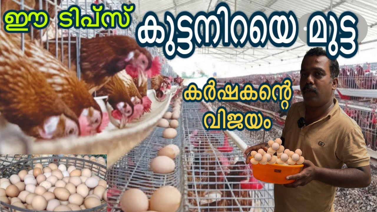 ഇങ്ങനെ ചെയ്താൽ കോഴികൾ മുട്ടയിട്ട് കൂട് നിറയ്ക്കും farming malayalam 