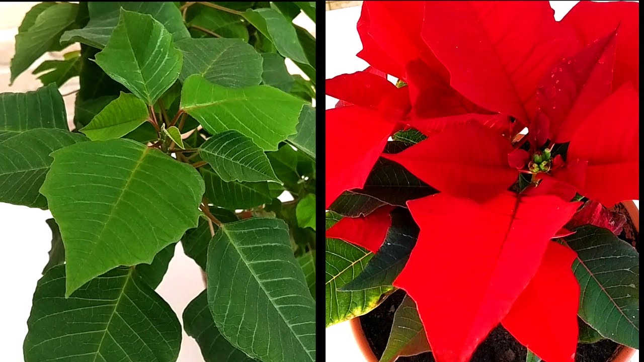 C&oacute;mo PONER ROJA la FLOR de PASCUA