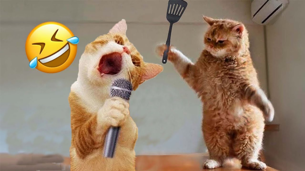 Funny pets that will make you laugh uncontrollably 🤣
